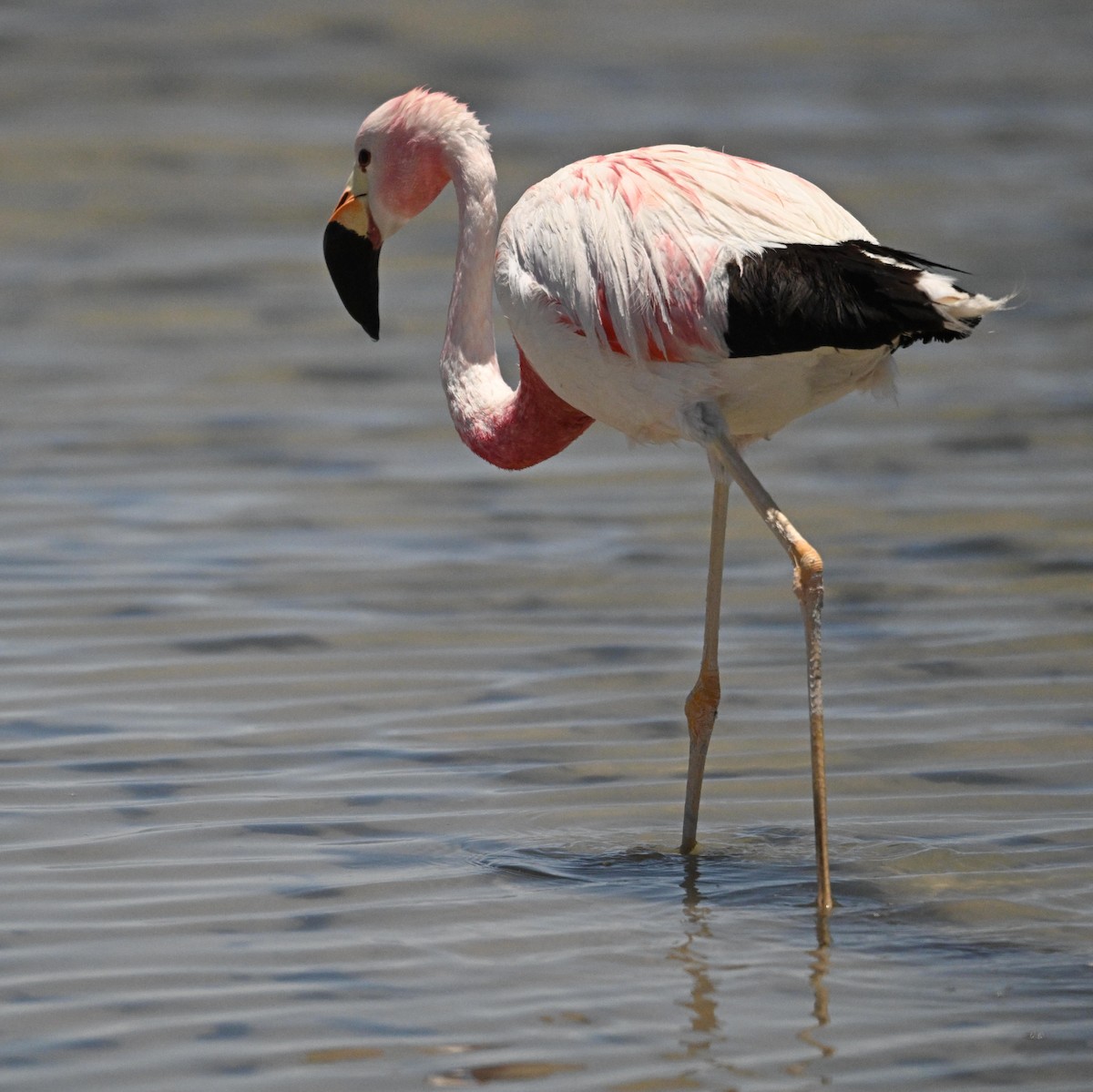 Andean Flamingo - ML650080666