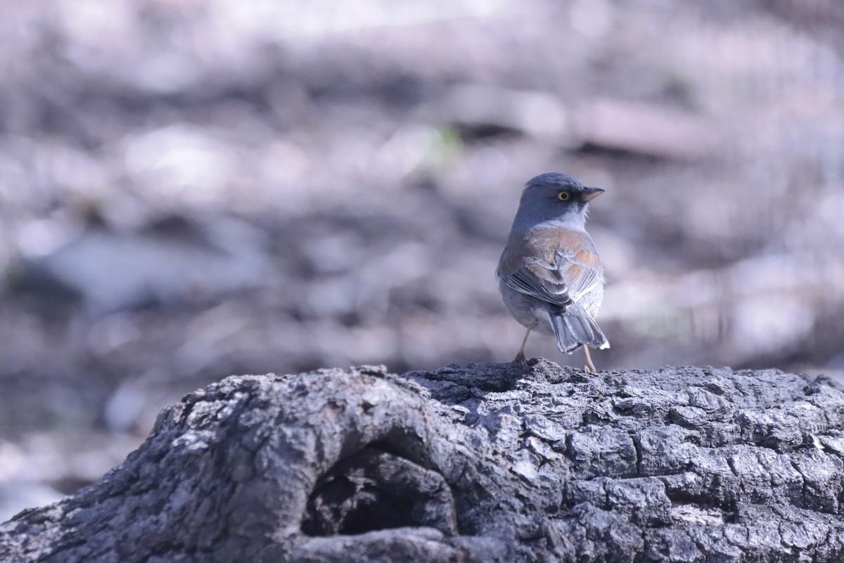 Junco aux yeux jaunes - ML650080672