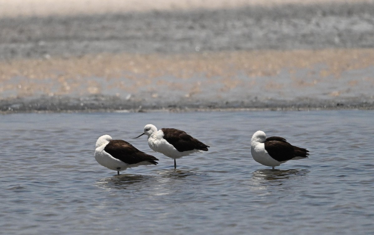 Andean Avocet - ML650080795