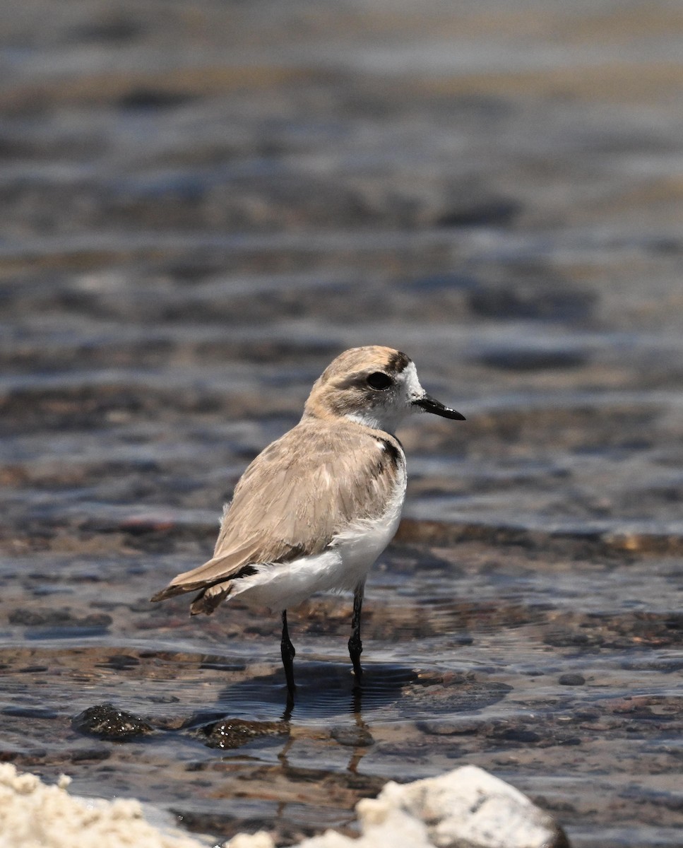 Puna Plover - ML650080898