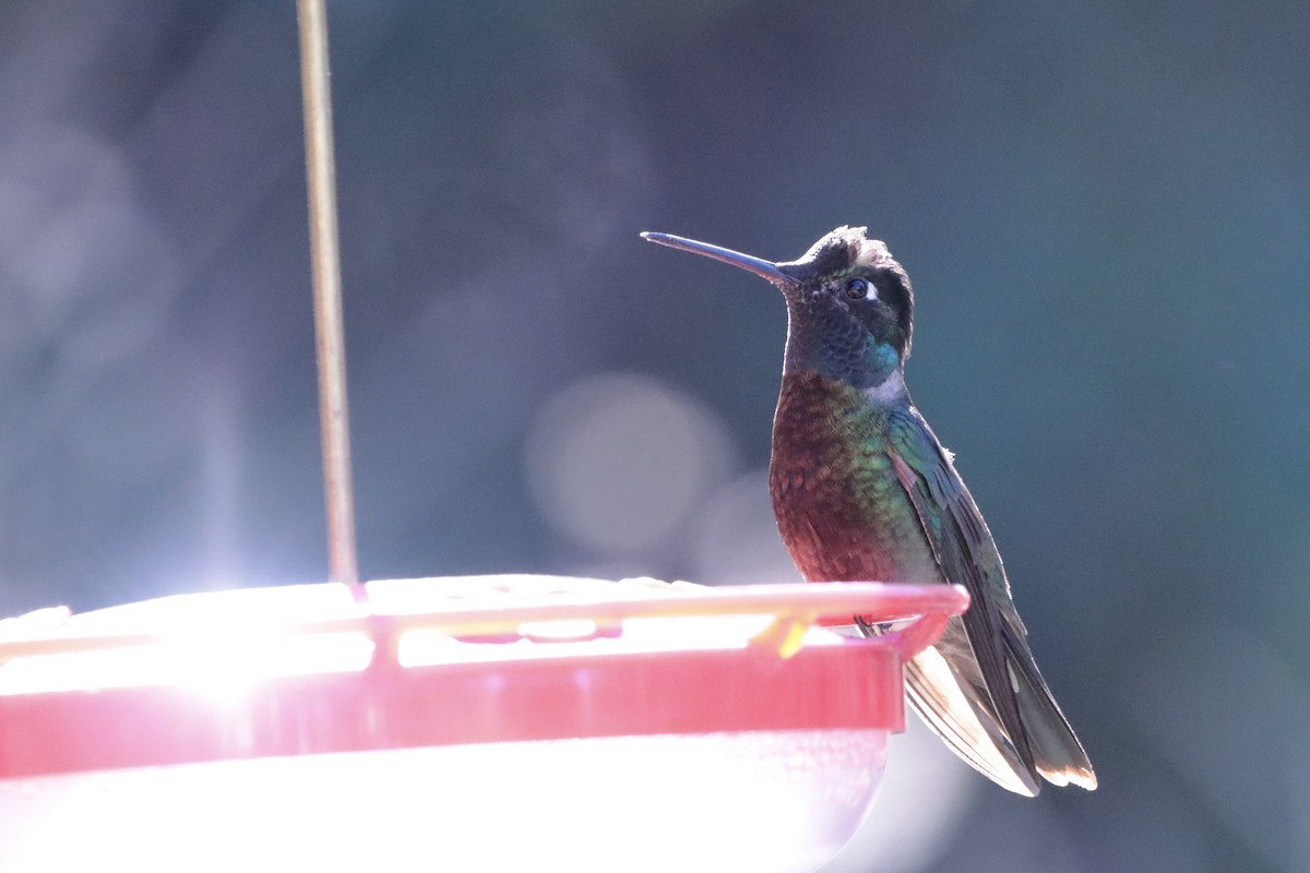 Colibri de Rivoli - ML650081004