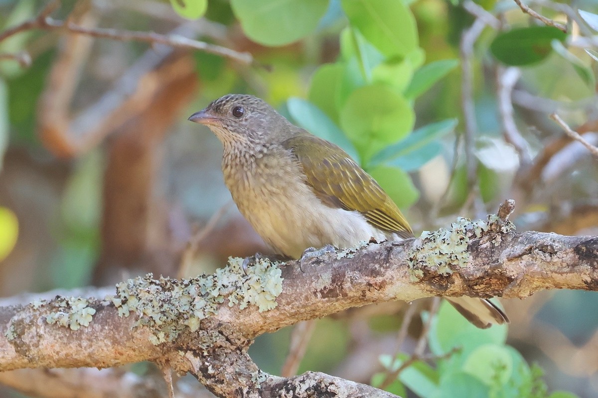Scaly-throated Honeyguide - ML650081023