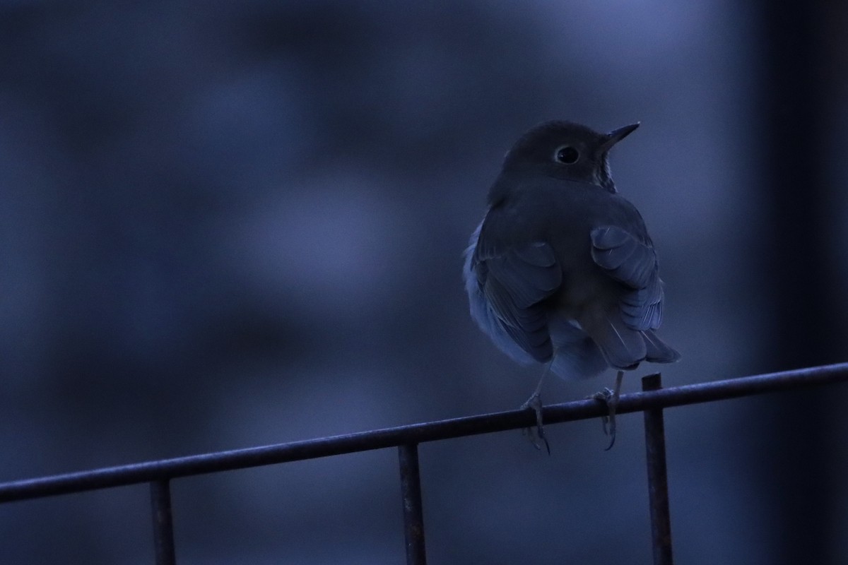 Grive solitaire - ML650081024