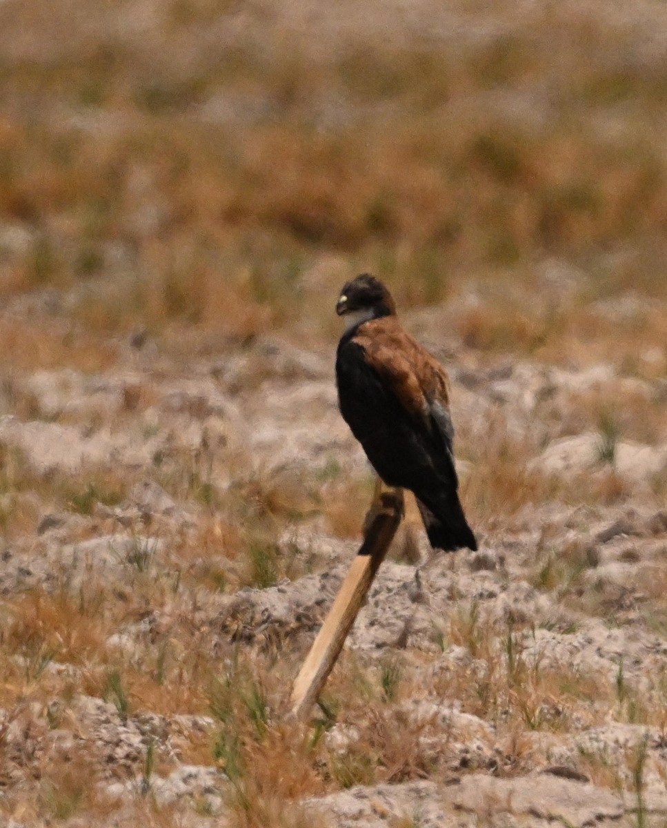 Variable Hawk - ML650081055