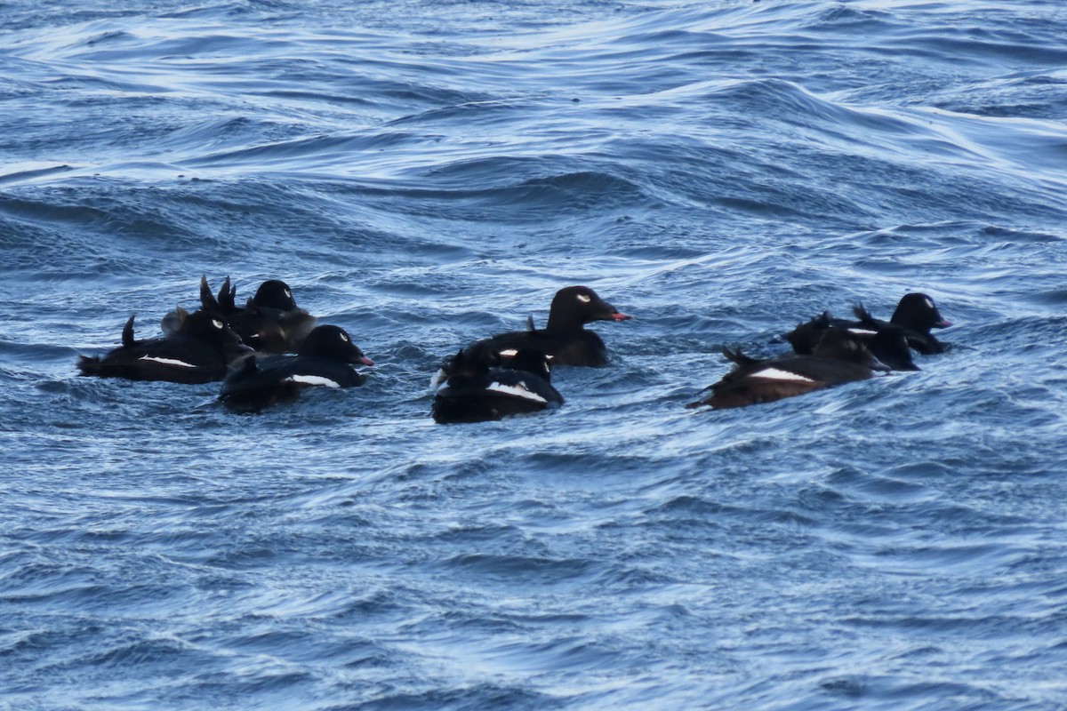 Ak Kanatlı Kadife Ördek - ML650081078