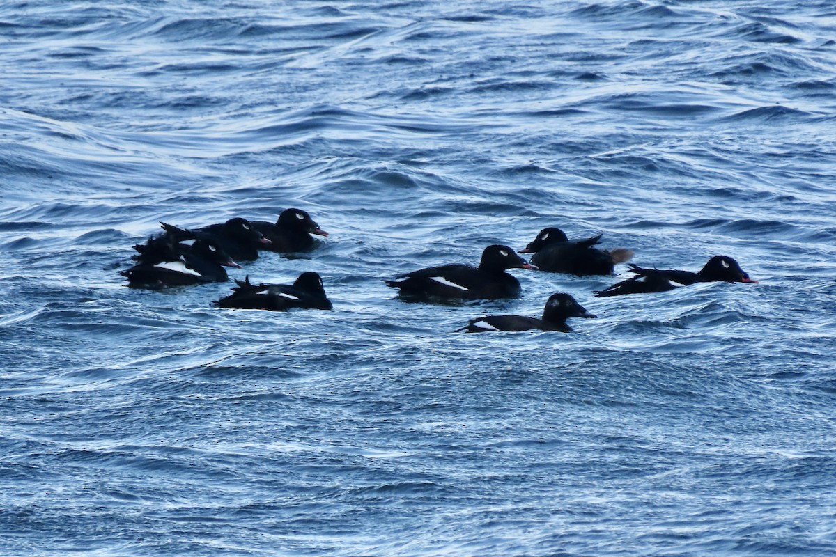 Ak Kanatlı Kadife Ördek - ML650081091