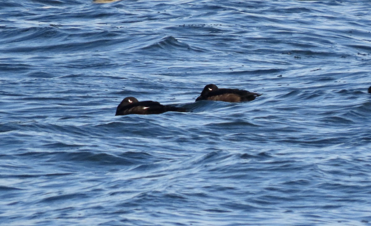 Ak Kanatlı Kadife Ördek - ML650081103