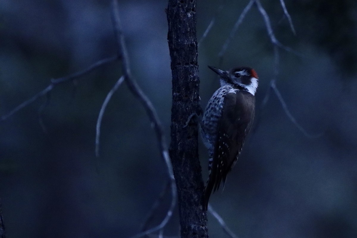 Pic d'Arizona - ML650081137