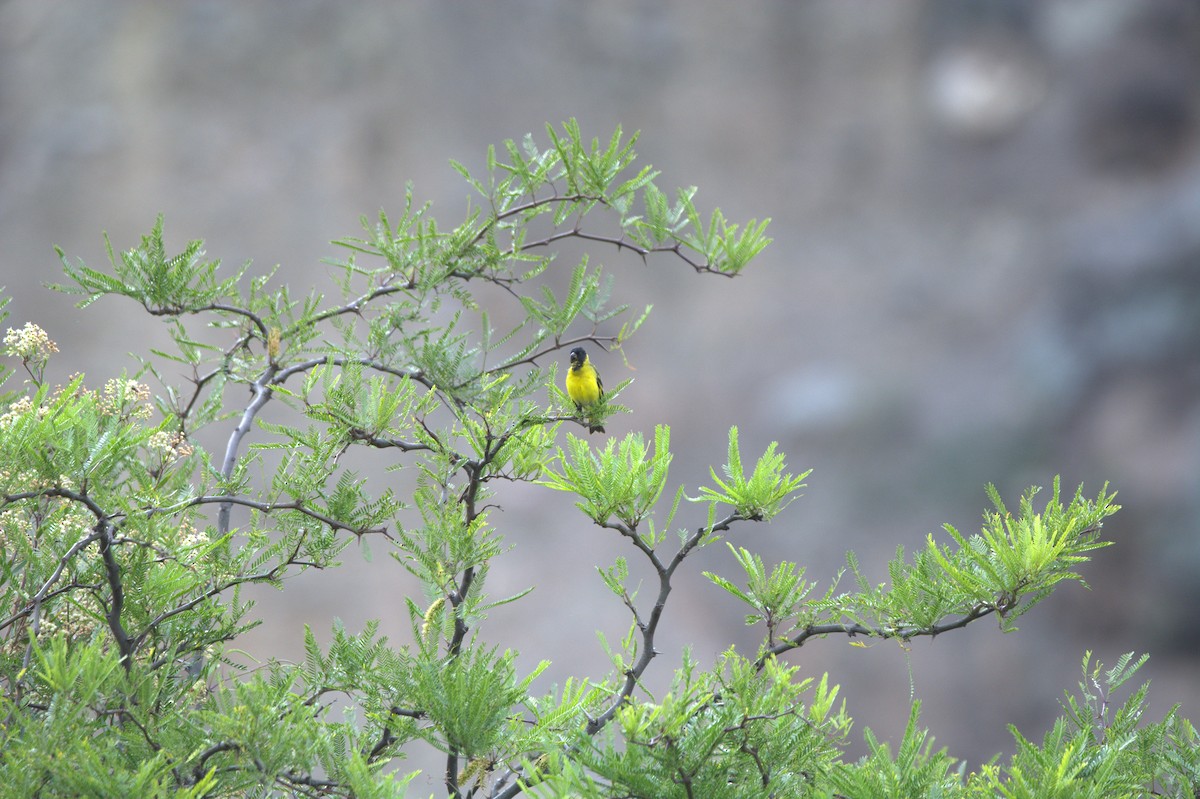 Hooded Siskin - ML650081401