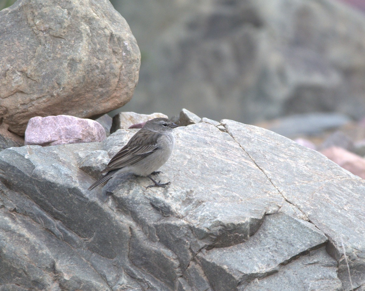 Ash-breasted Sierra Finch - ML650081412