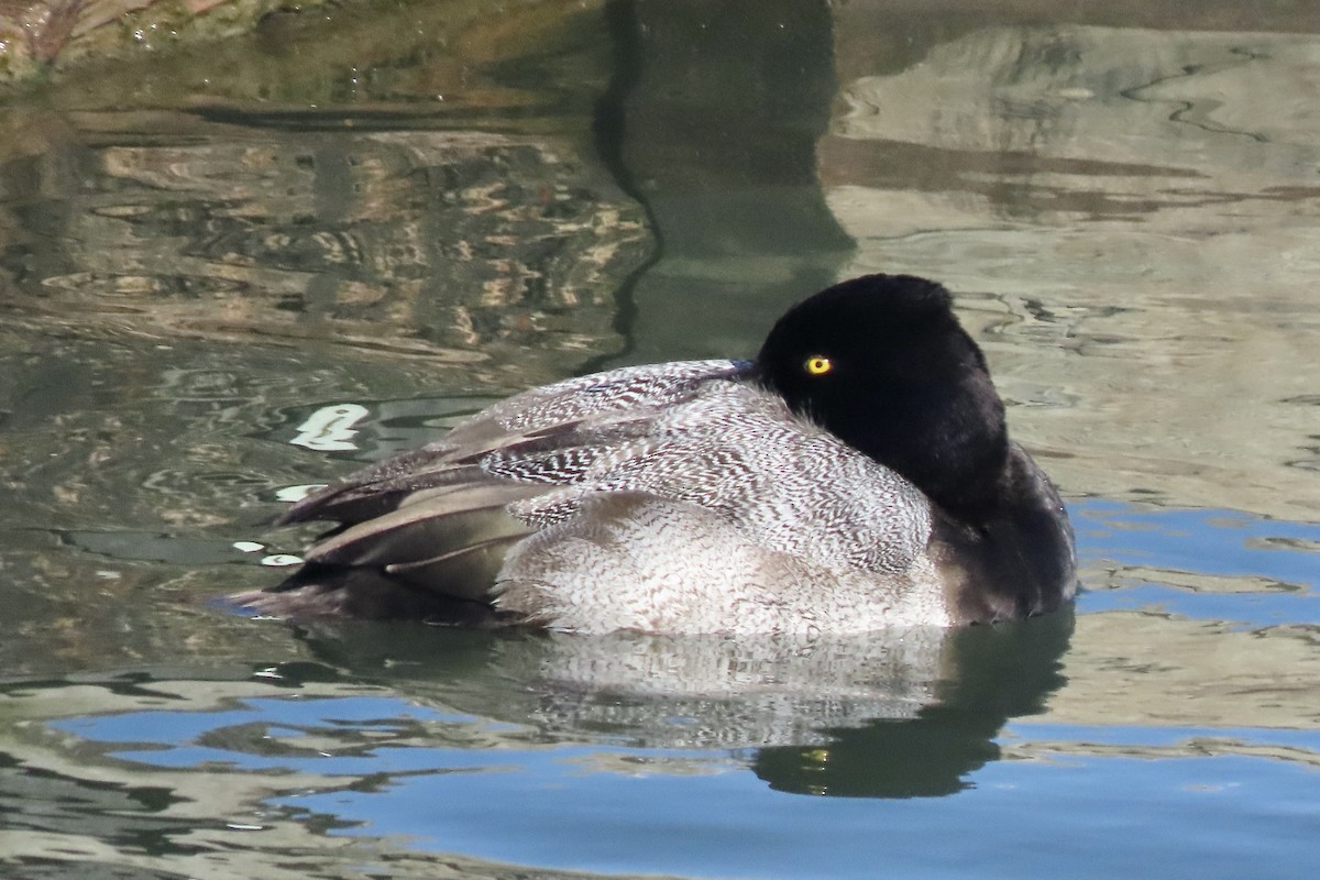 Morbaş Patka - ML650081750