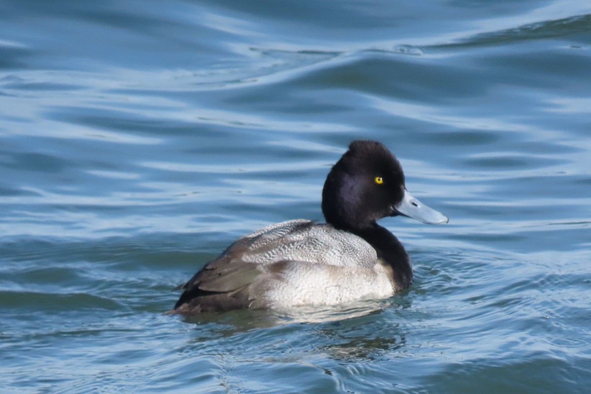 Morbaş Patka - ML650081762