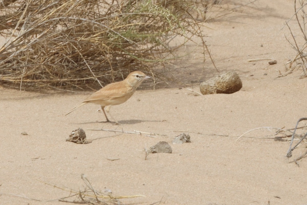 Dune Lark - ML650081937