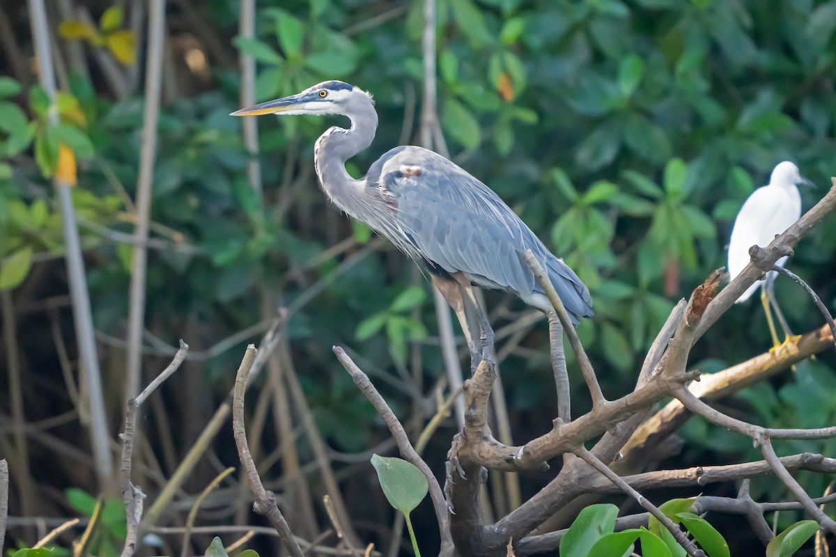 Great Blue Heron - ML650082973