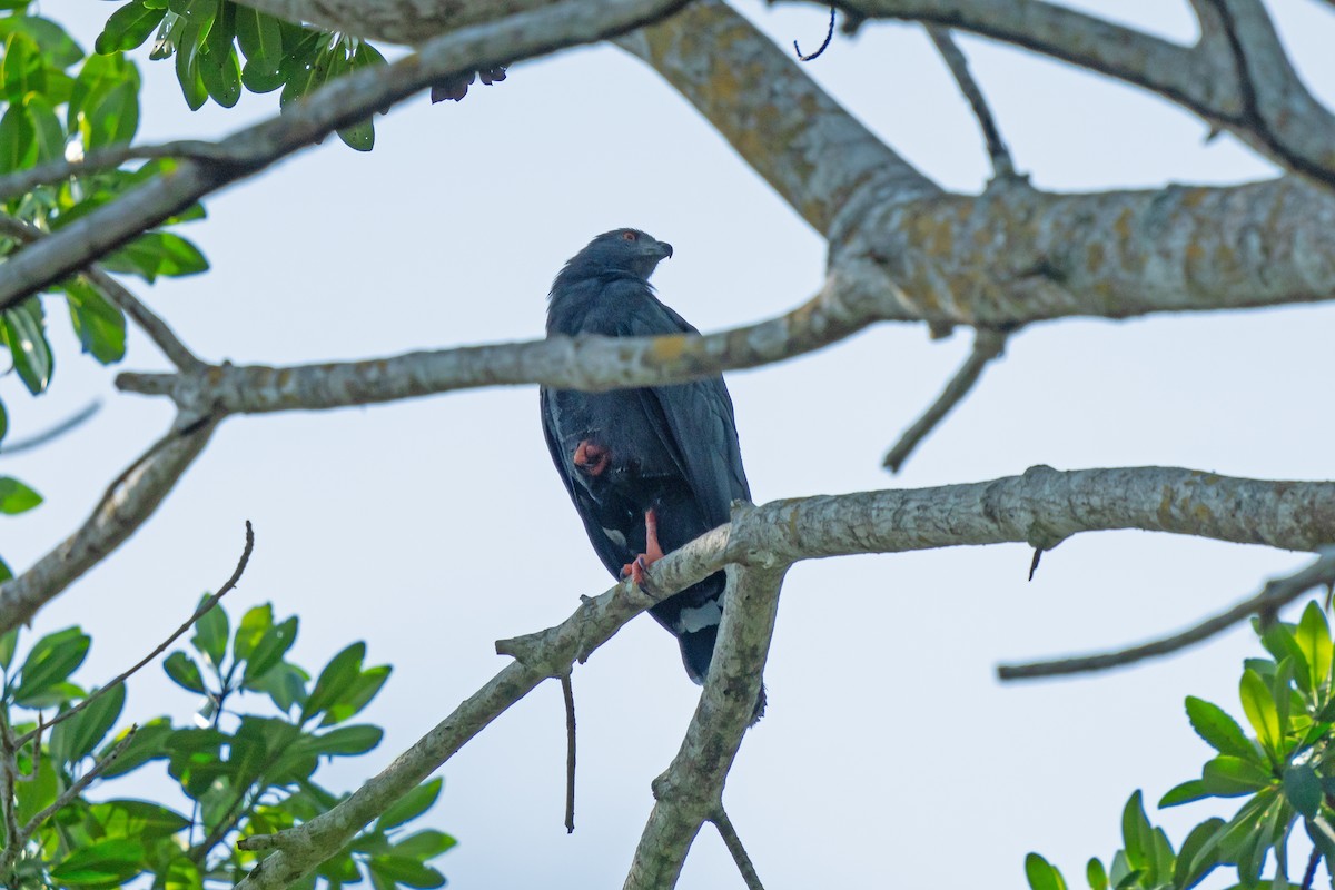 Crane Hawk - ML650082993