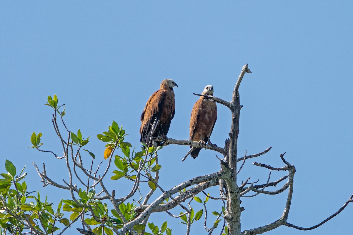 Black-collared Hawk - ML650083023