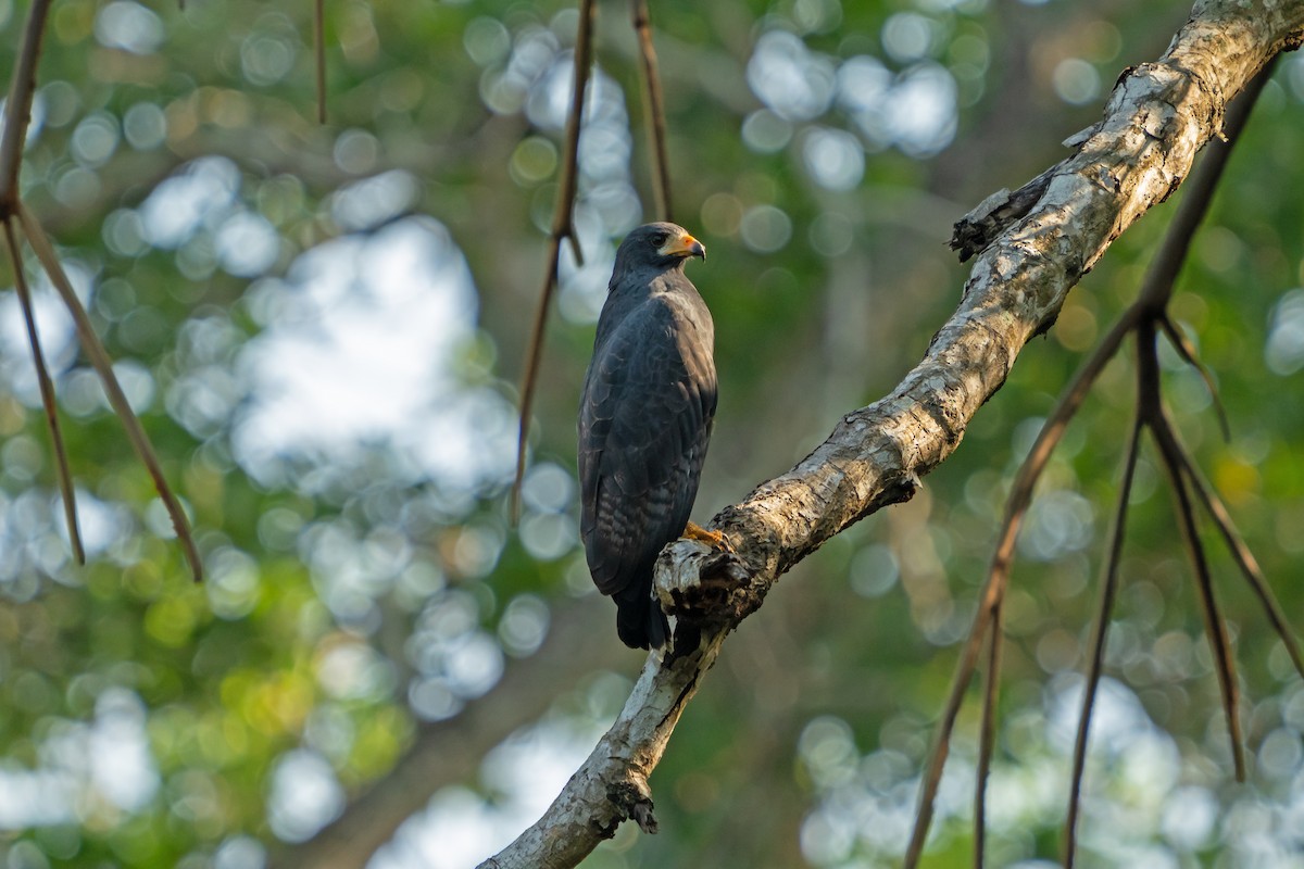 Common Black Hawk - ML650083034