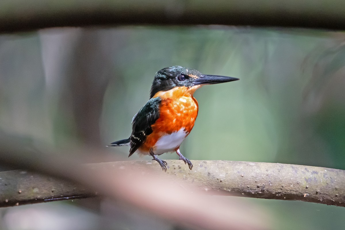 American Pygmy Kingfisher - ML650083107