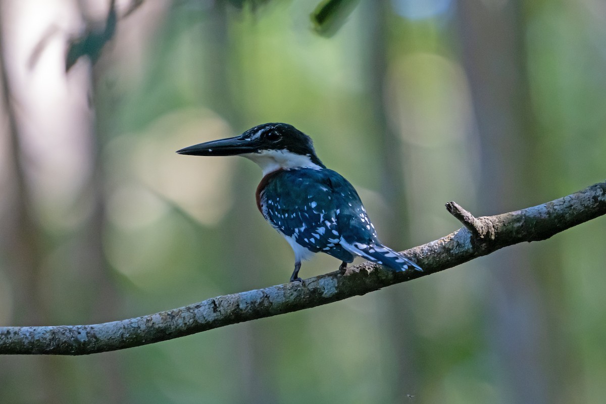 Green Kingfisher - ML650083127
