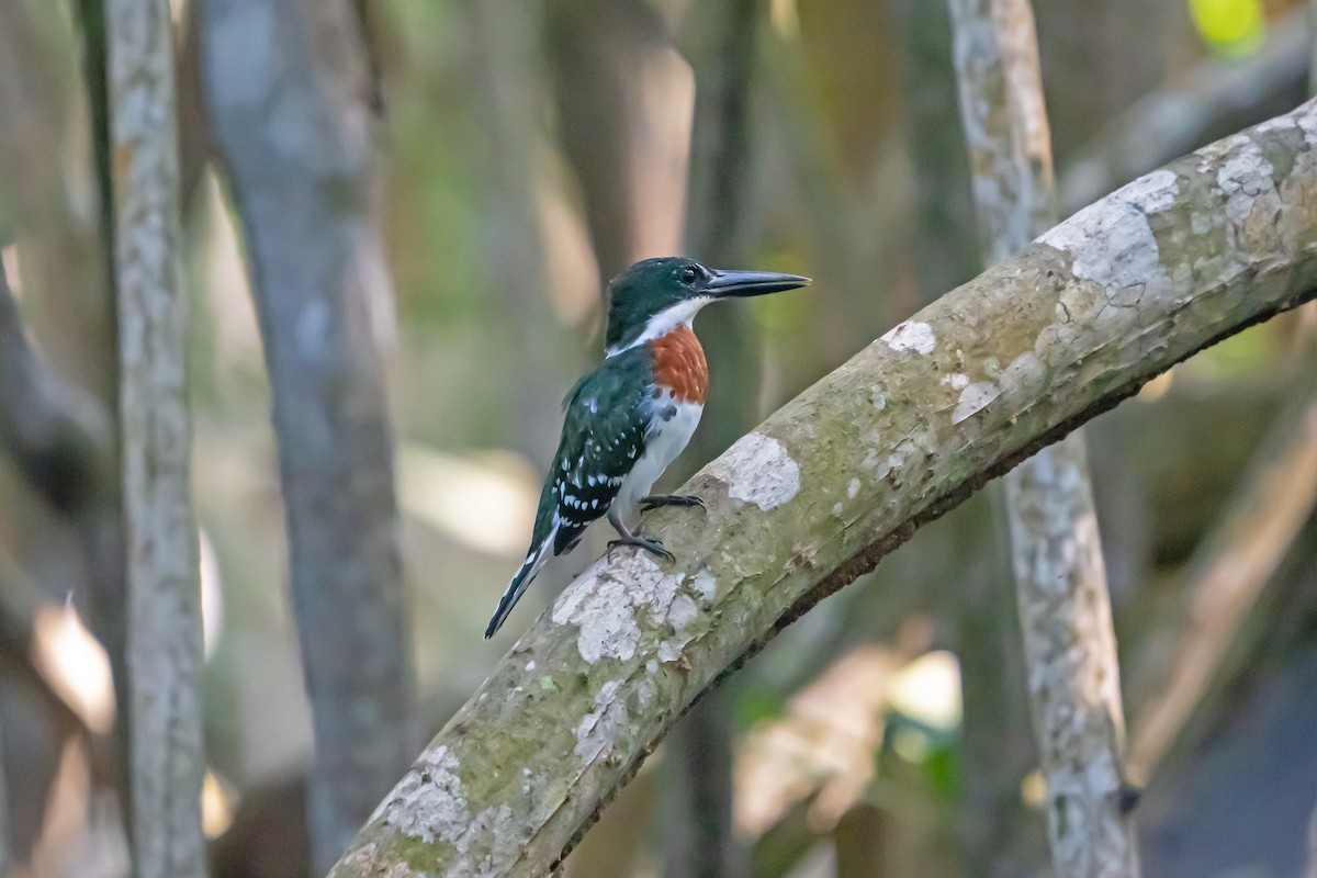 Green Kingfisher - ML650083149