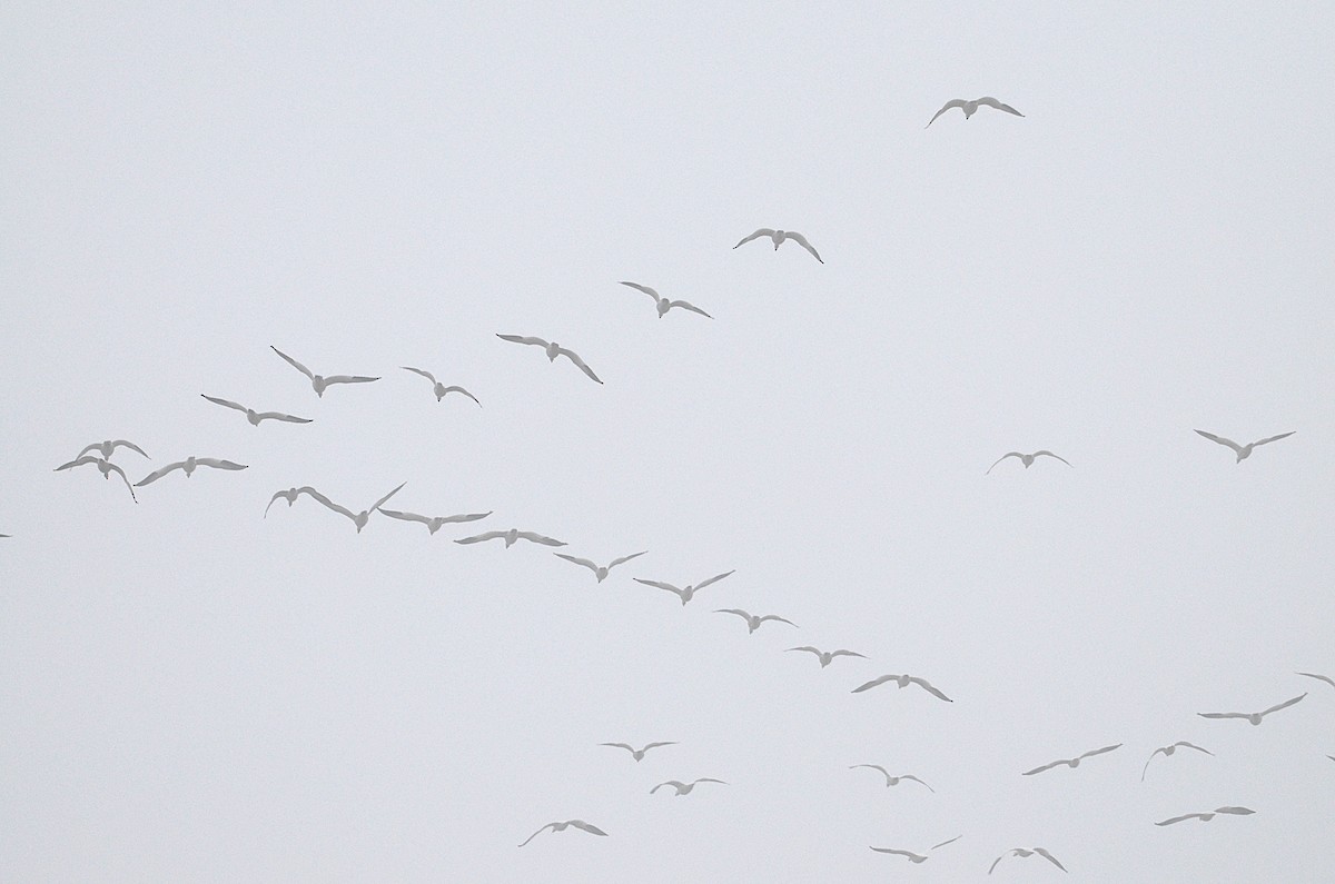 Oca delle nevi - ML650083244