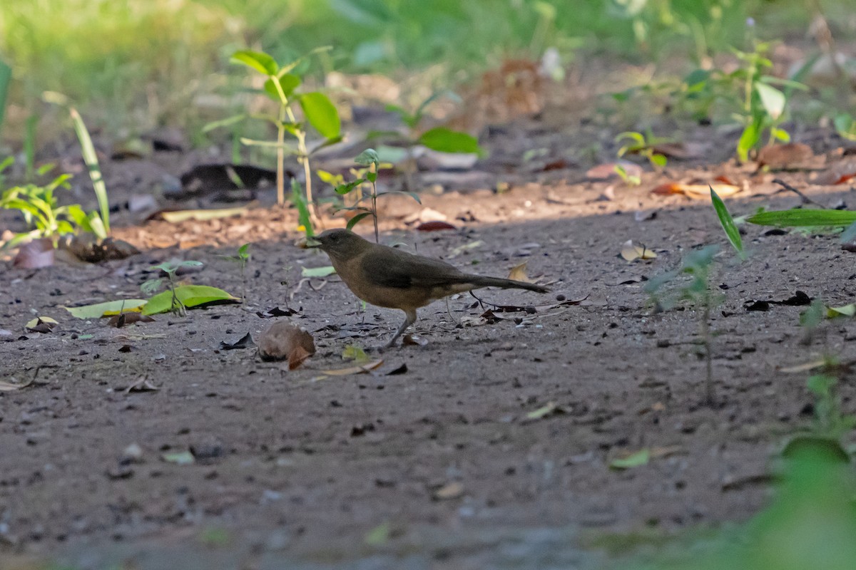 Clay-colored Thrush - ML650083316