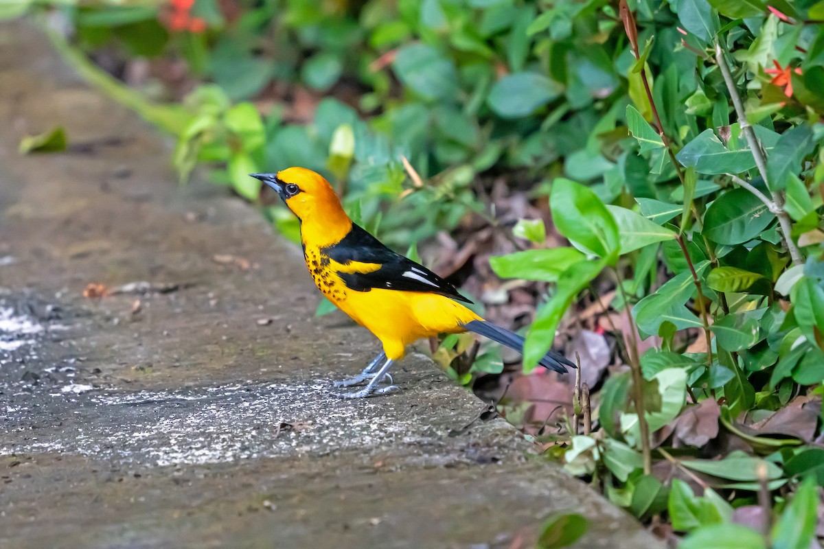 Spot-breasted Oriole - ML650083426