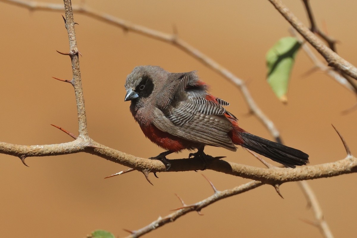 Black-faced Waxbill - ML650083900