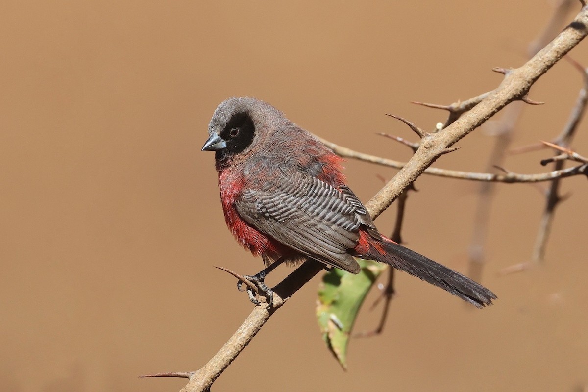 Black-faced Waxbill - ML650083901