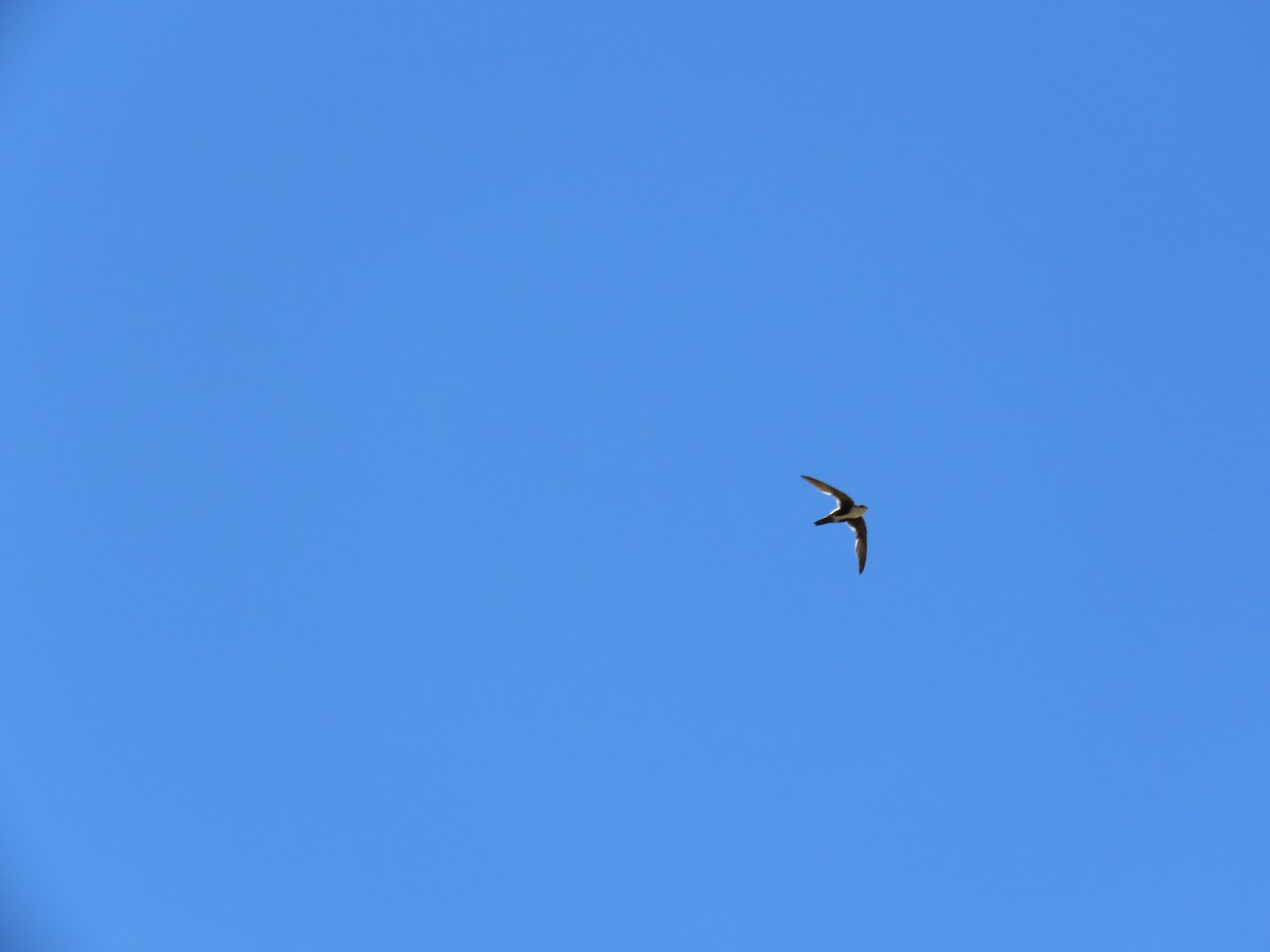 White-throated Swift - ML65008401