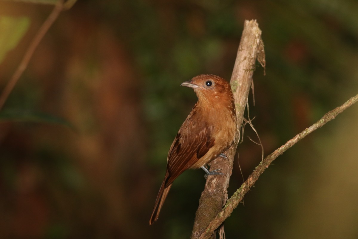 Rufous Piha - ML650084293