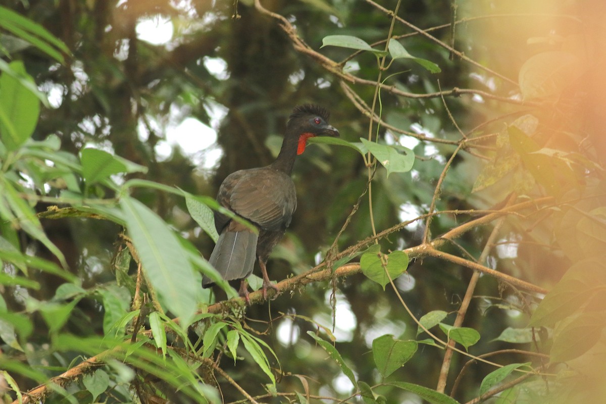 Baudo Guan - ML650084314