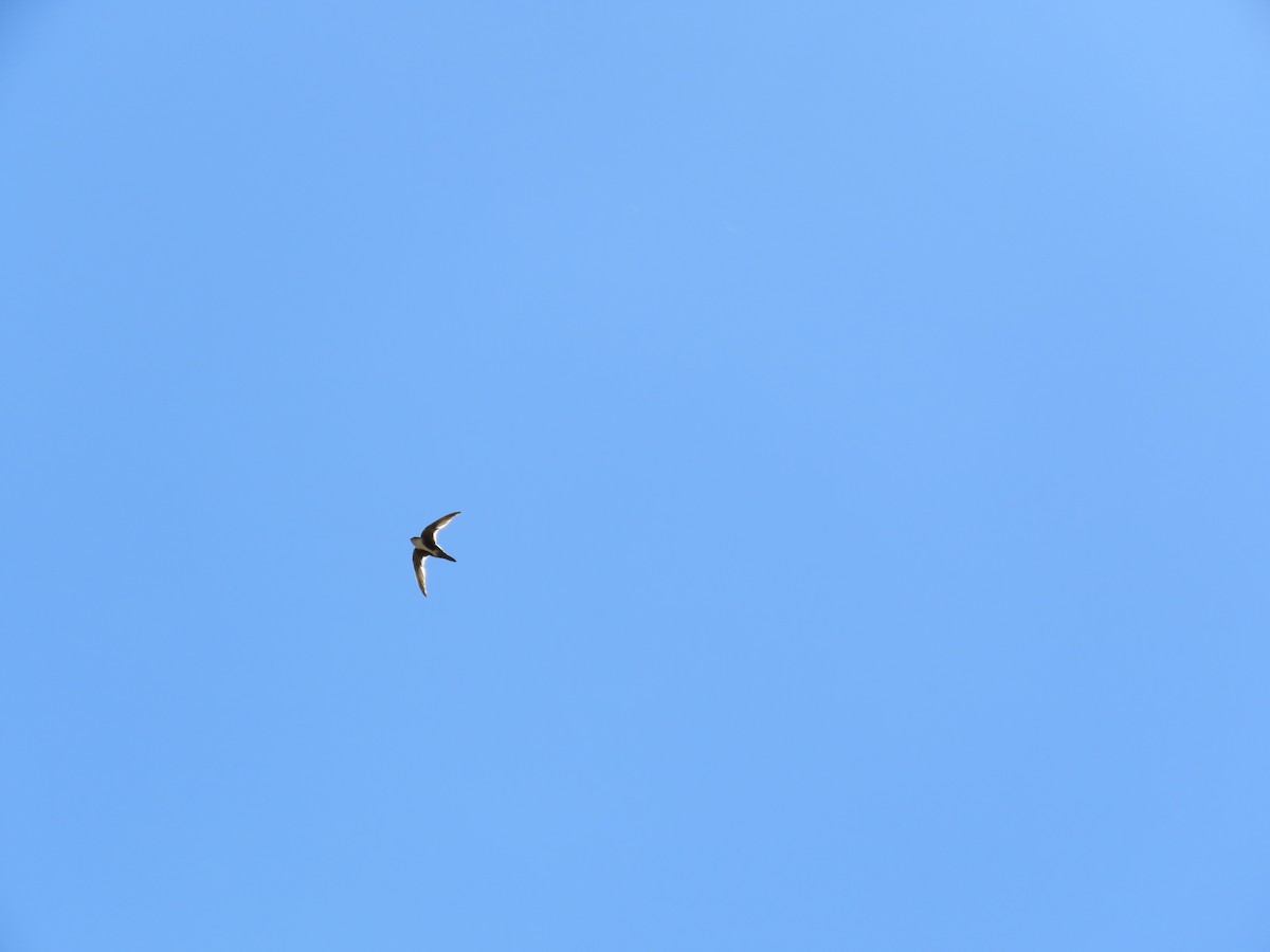 White-throated Swift - ML65008501