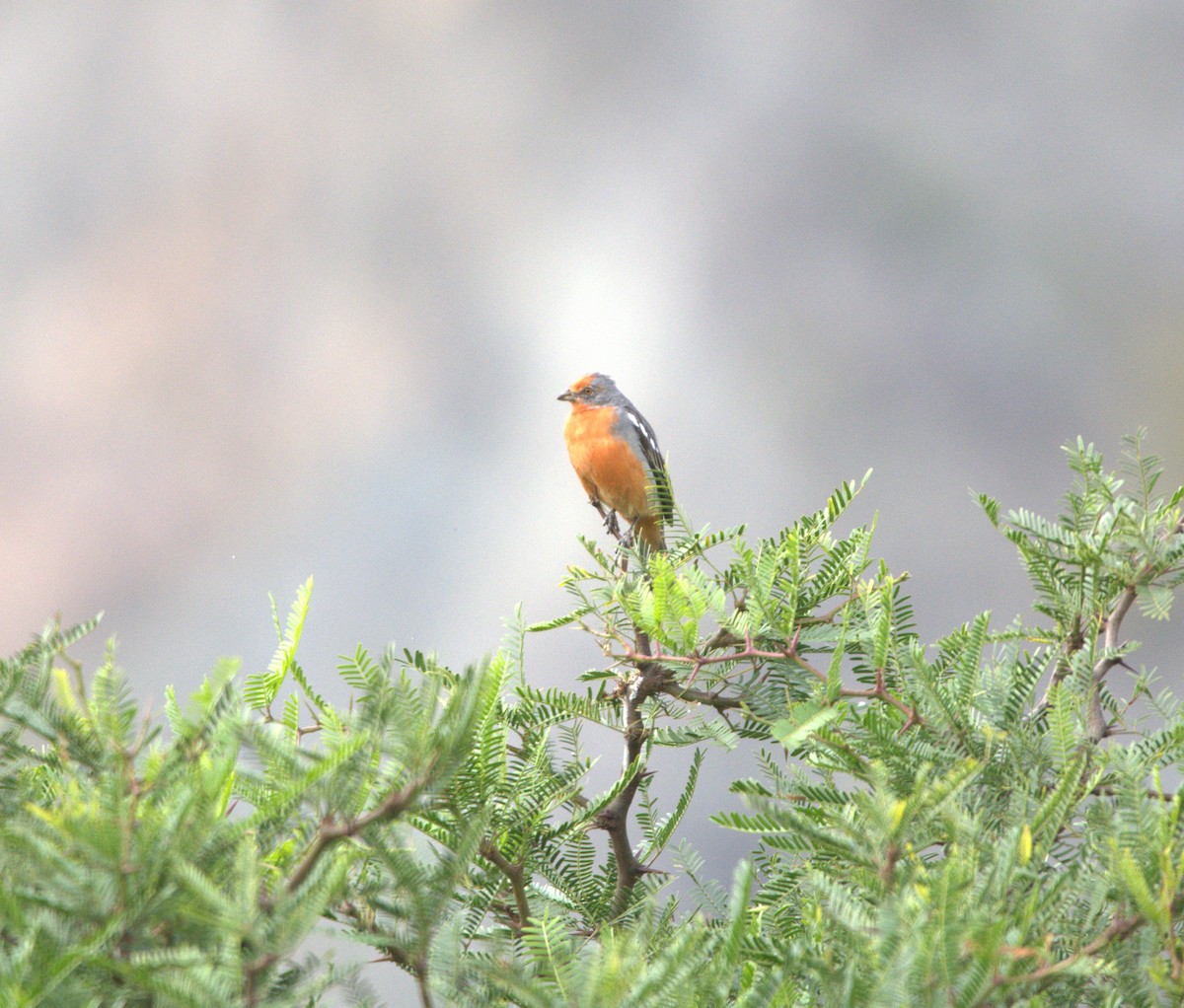 White-tipped Plantcutter - ML650085153