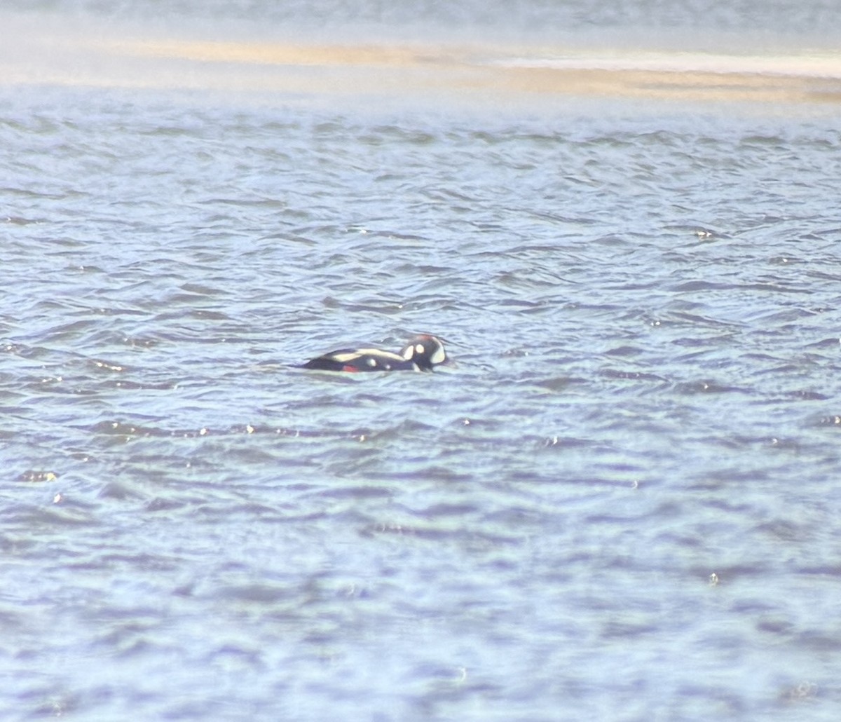 eBird Checklist - 1 Feb 2026 - Donald W. Barnes Boat Launch - 7 species