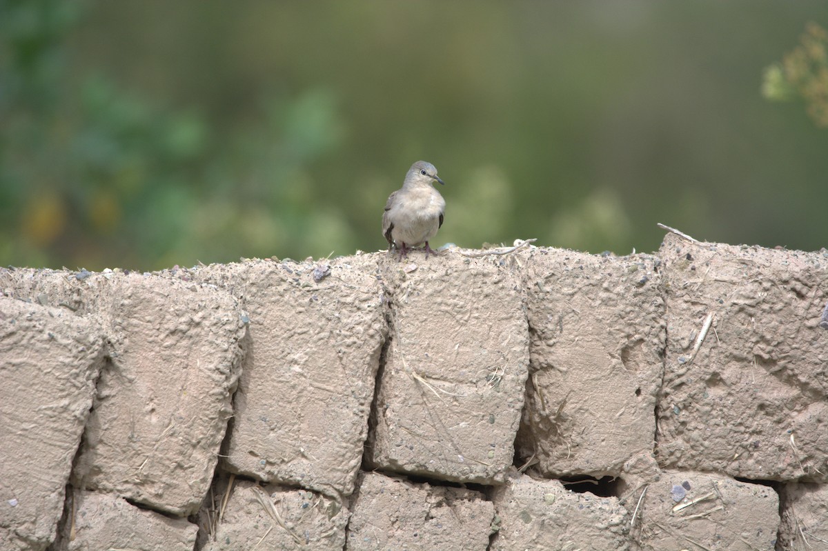 Picui Ground Dove - ML650085521