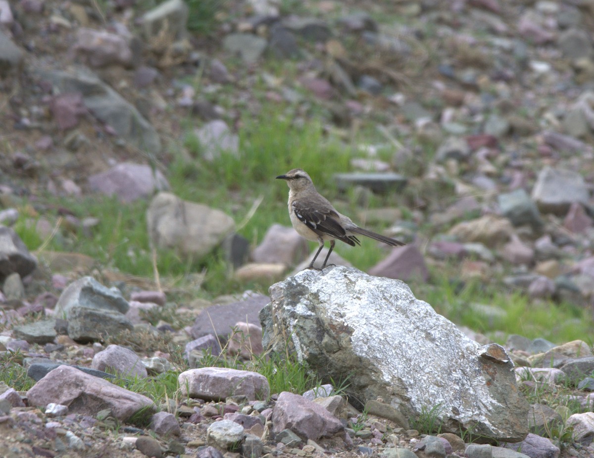 Patagonian Mockingbird - ML650085609