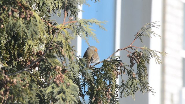 European Robin - ML650085649