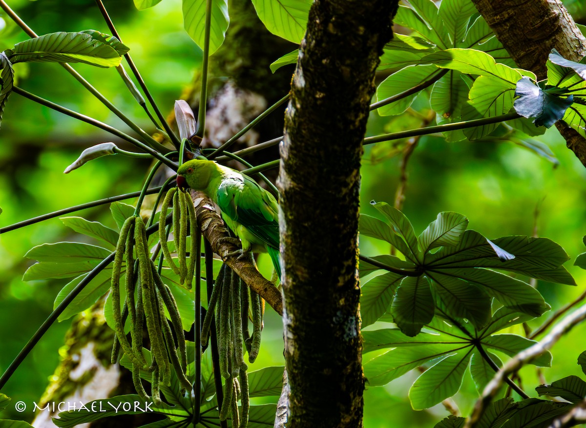 Perruche à collier - ML650086119