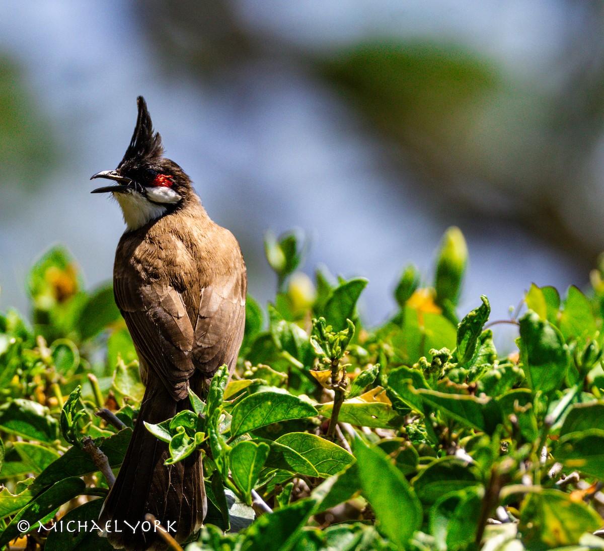 Bulbul orphée - ML650086194