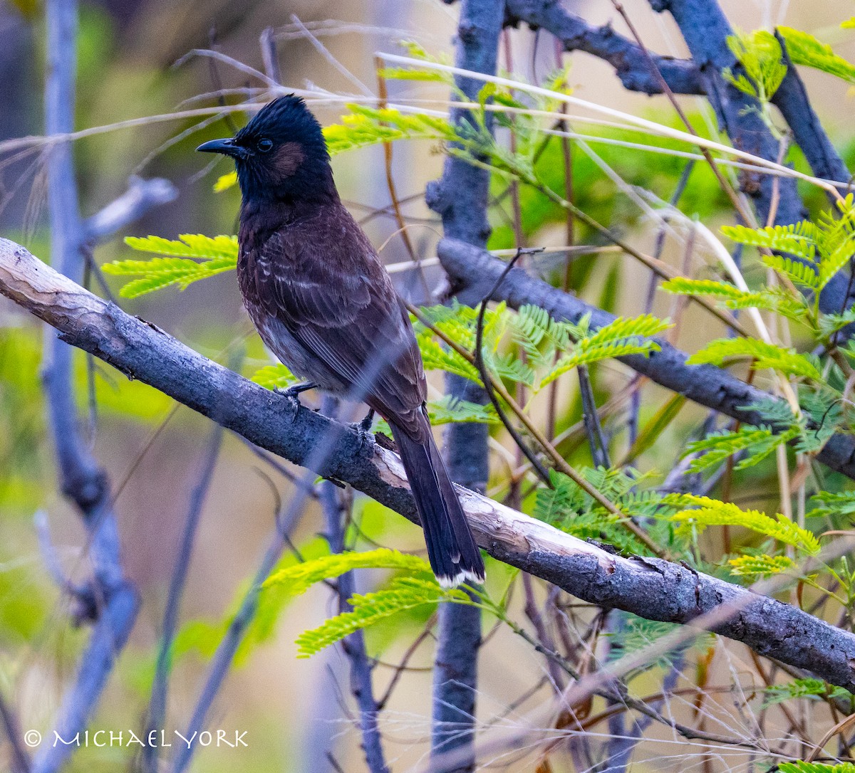 Bulbul à ventre rouge - ML650086235