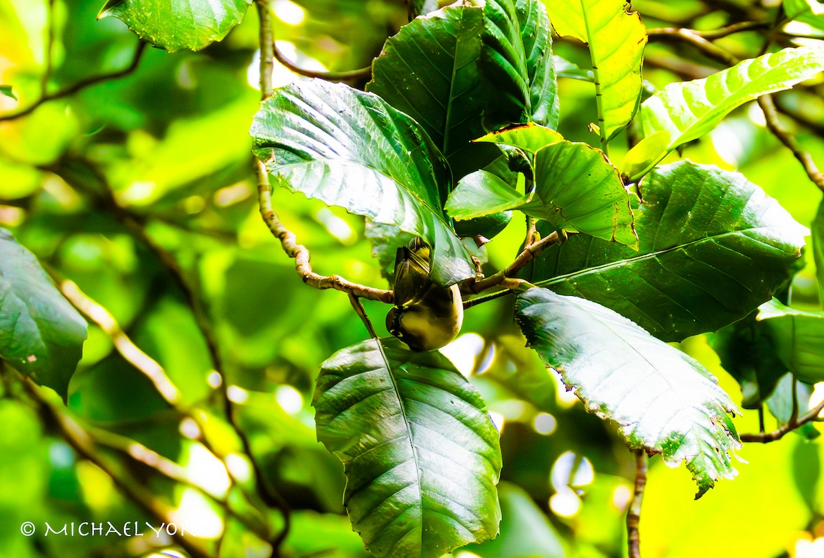 Zostérops du Japon - ML650086249