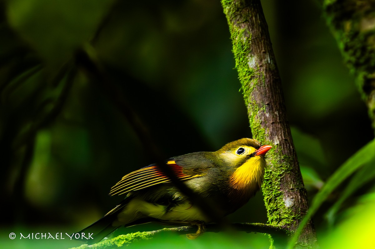 Léiothrix jaune - ML650086302