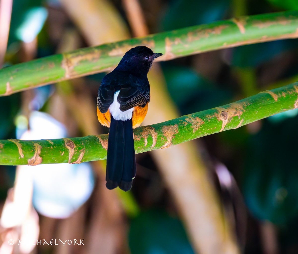 Shama à croupion blanc - ML650086326