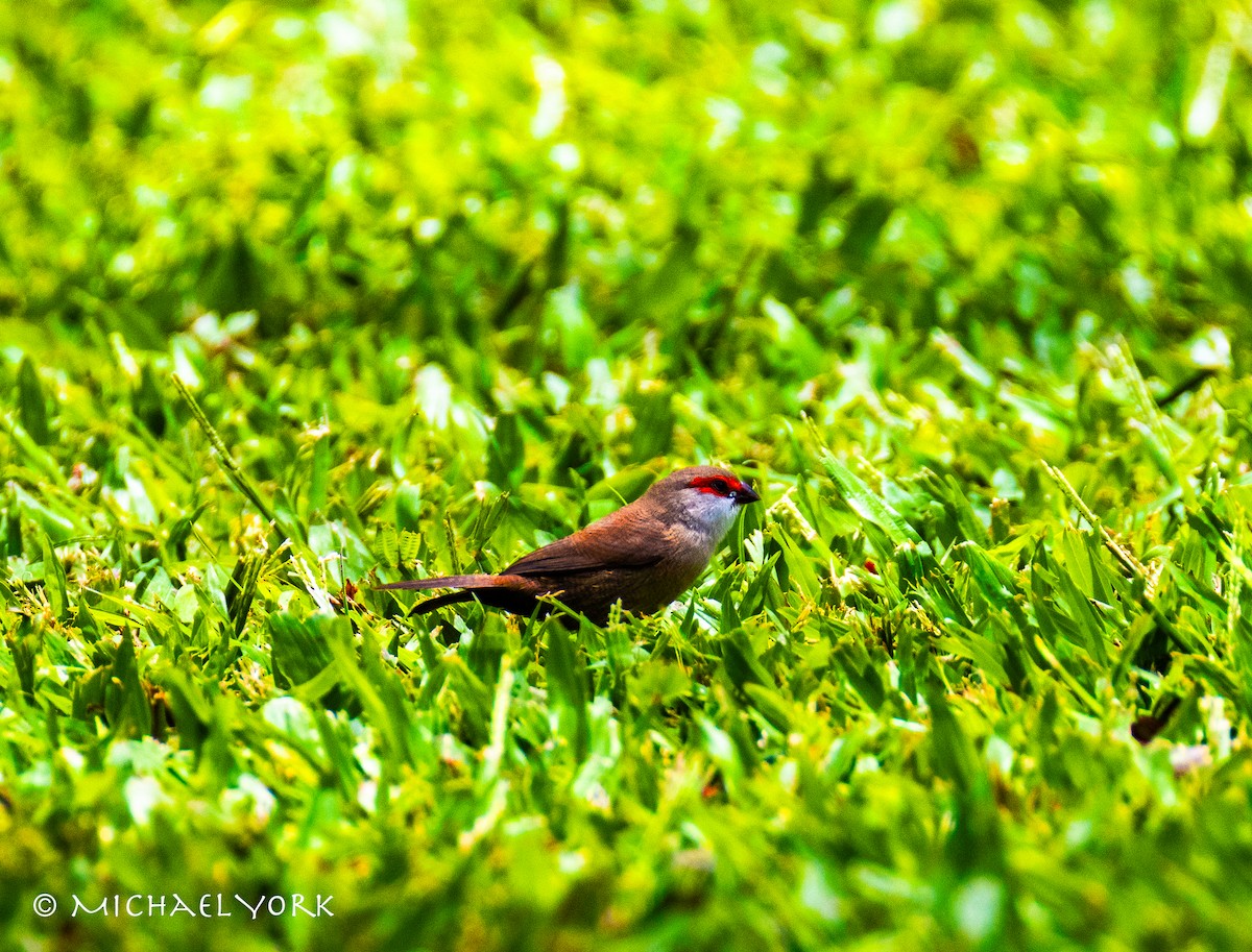 Astrild ondulé - ML650086415