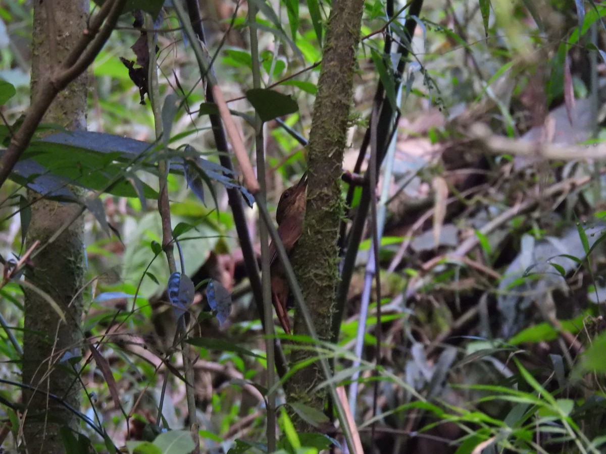 Western Woodhaunter - ML650086950