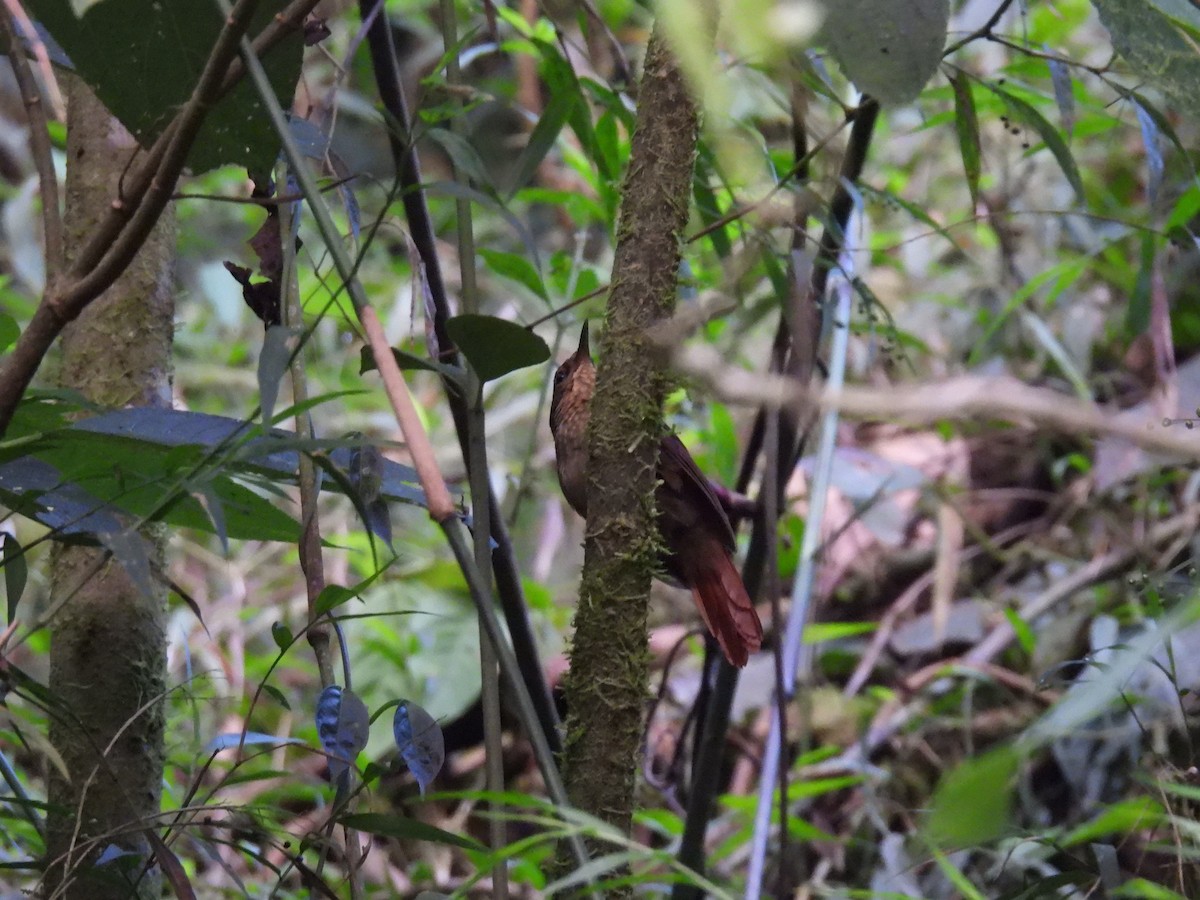 Western Woodhaunter - ML650086966