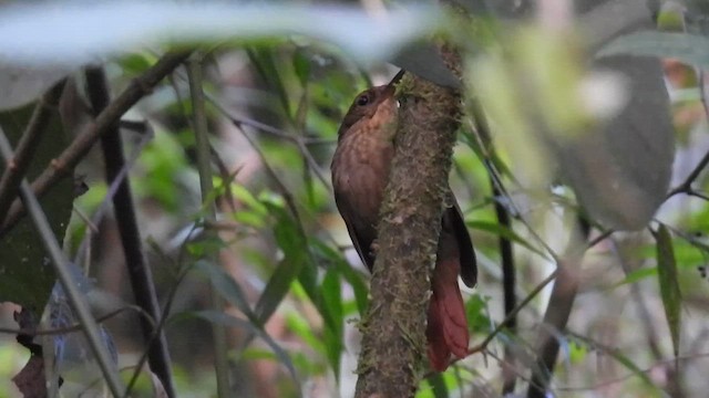 Western Woodhaunter - ML650087102