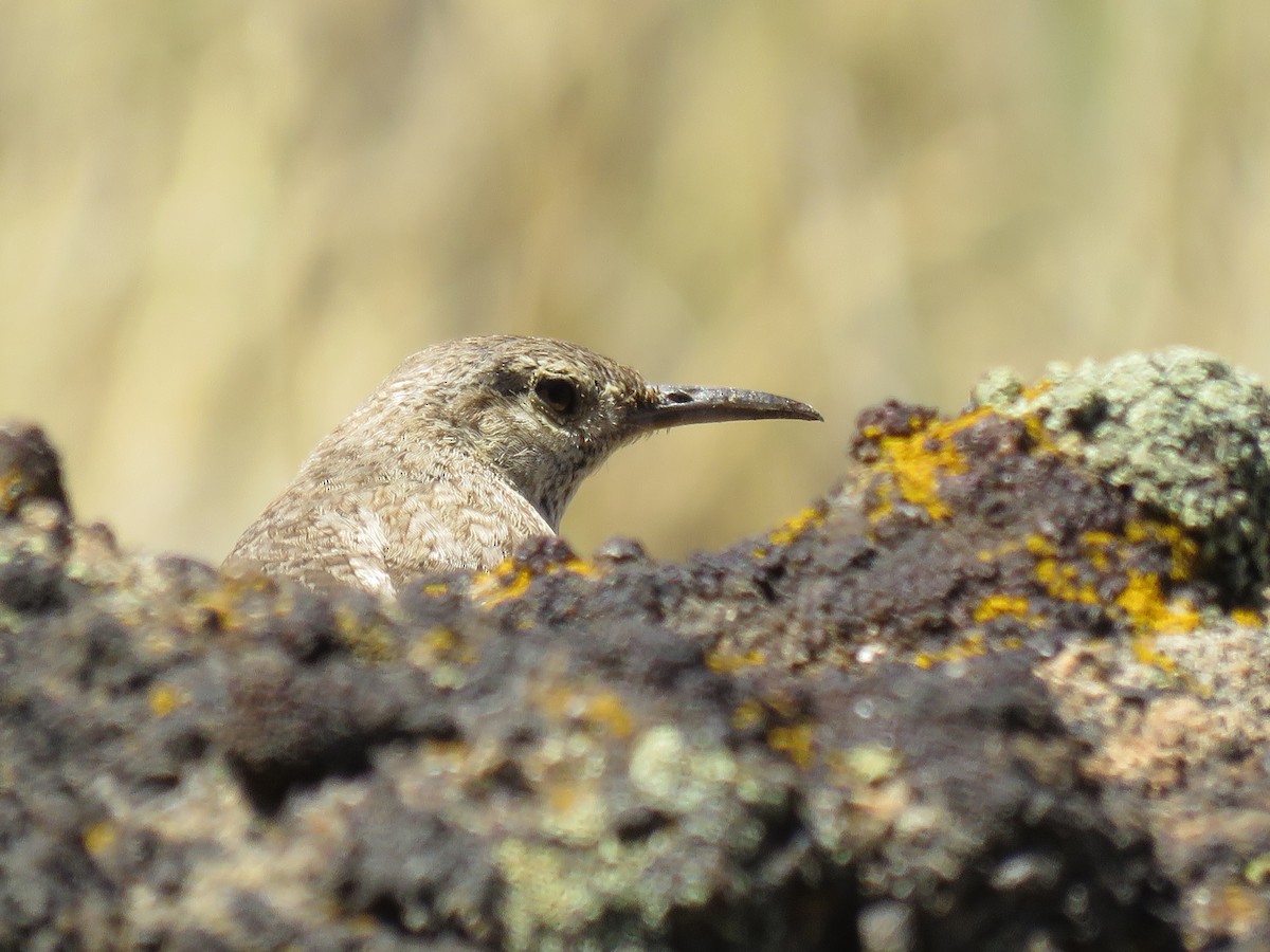 Rock Wren - ML65008731