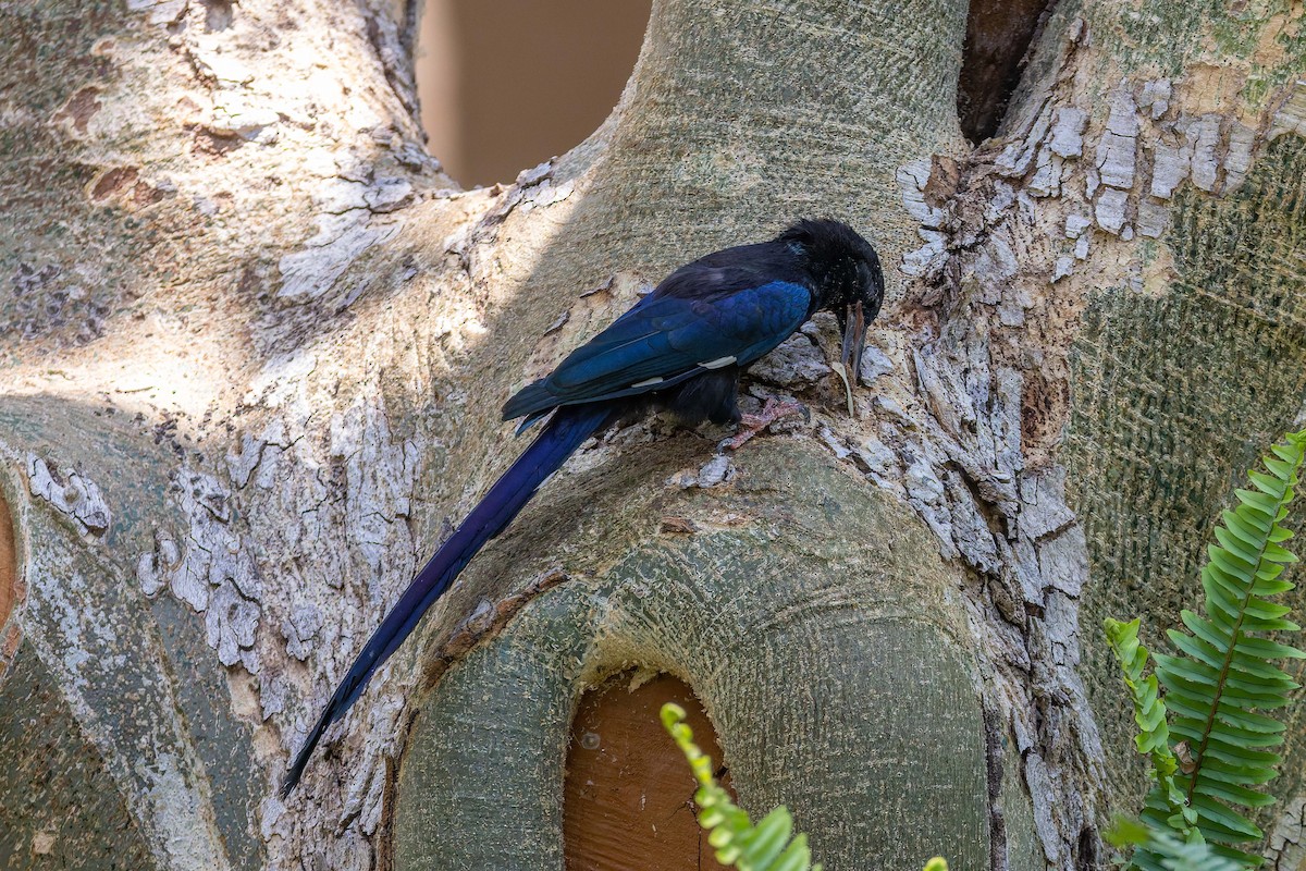Green Woodhoopoe - ML650087753